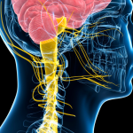 polyvagal theory explains the vagus nerve and the fight or flight response